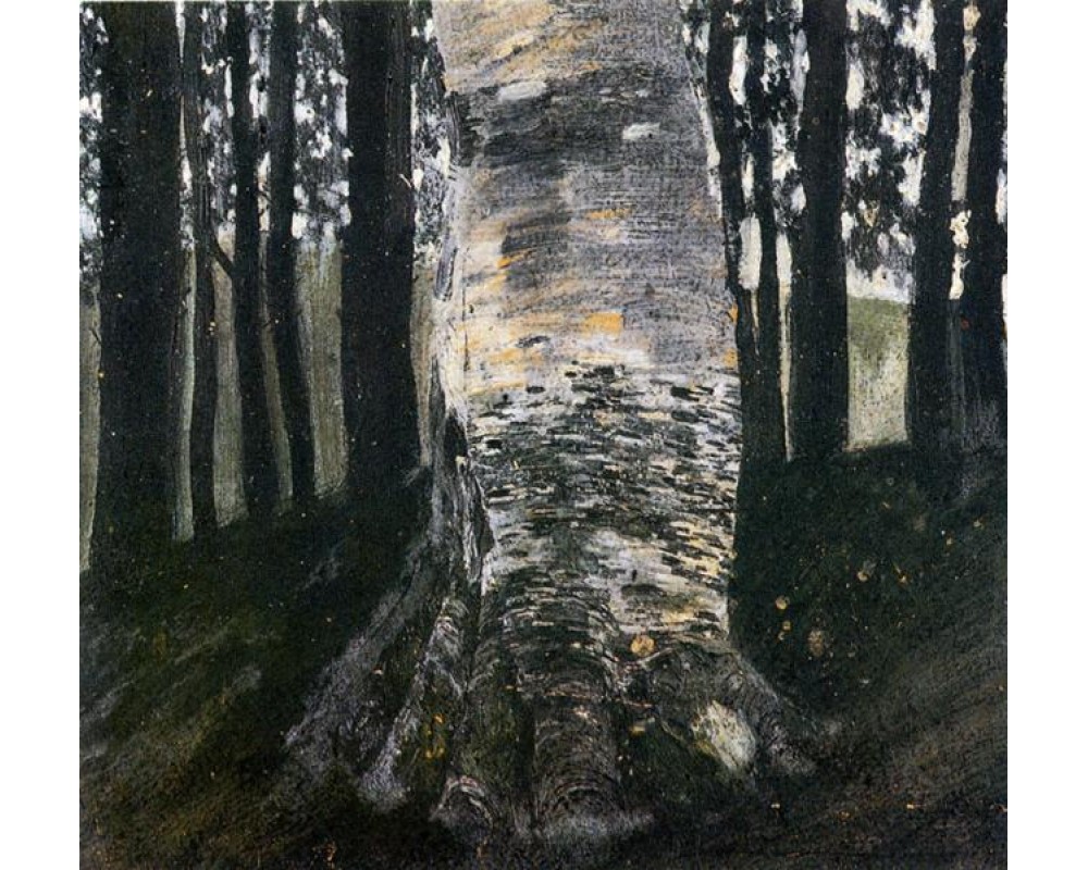 Birch in a Forest