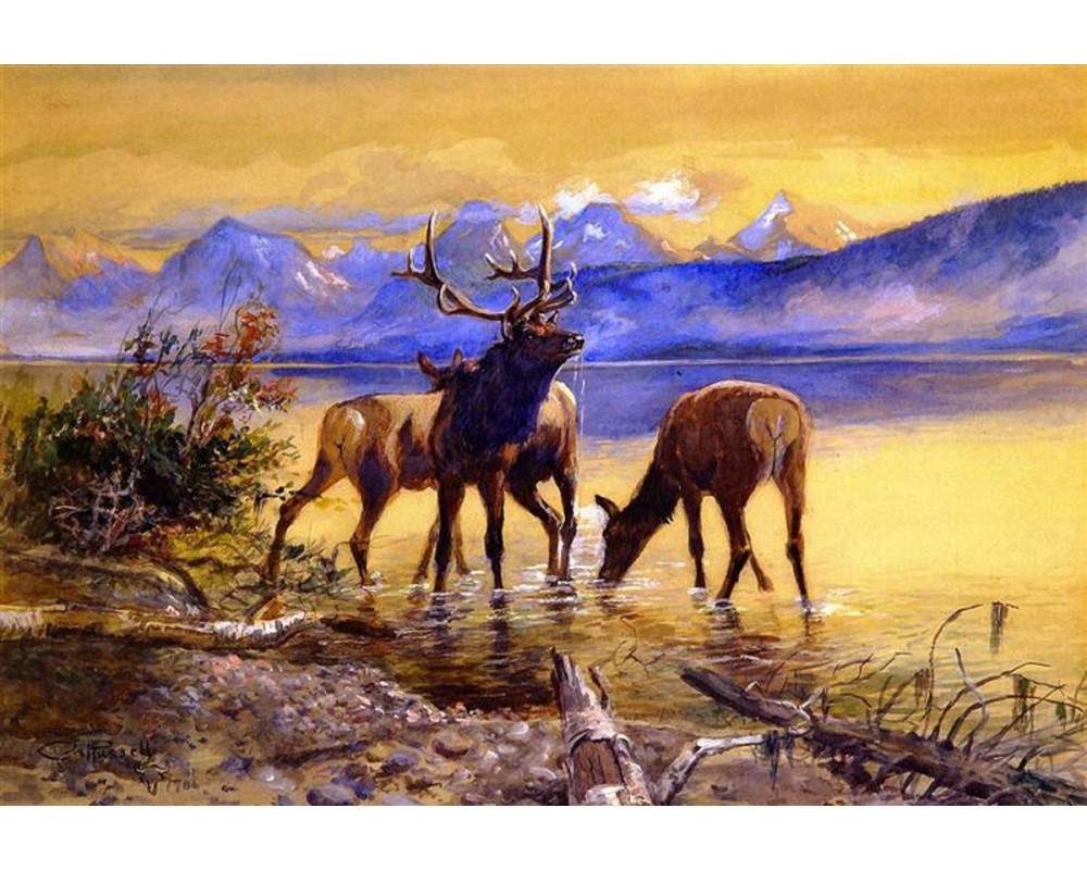 Elk in Lake McDonald