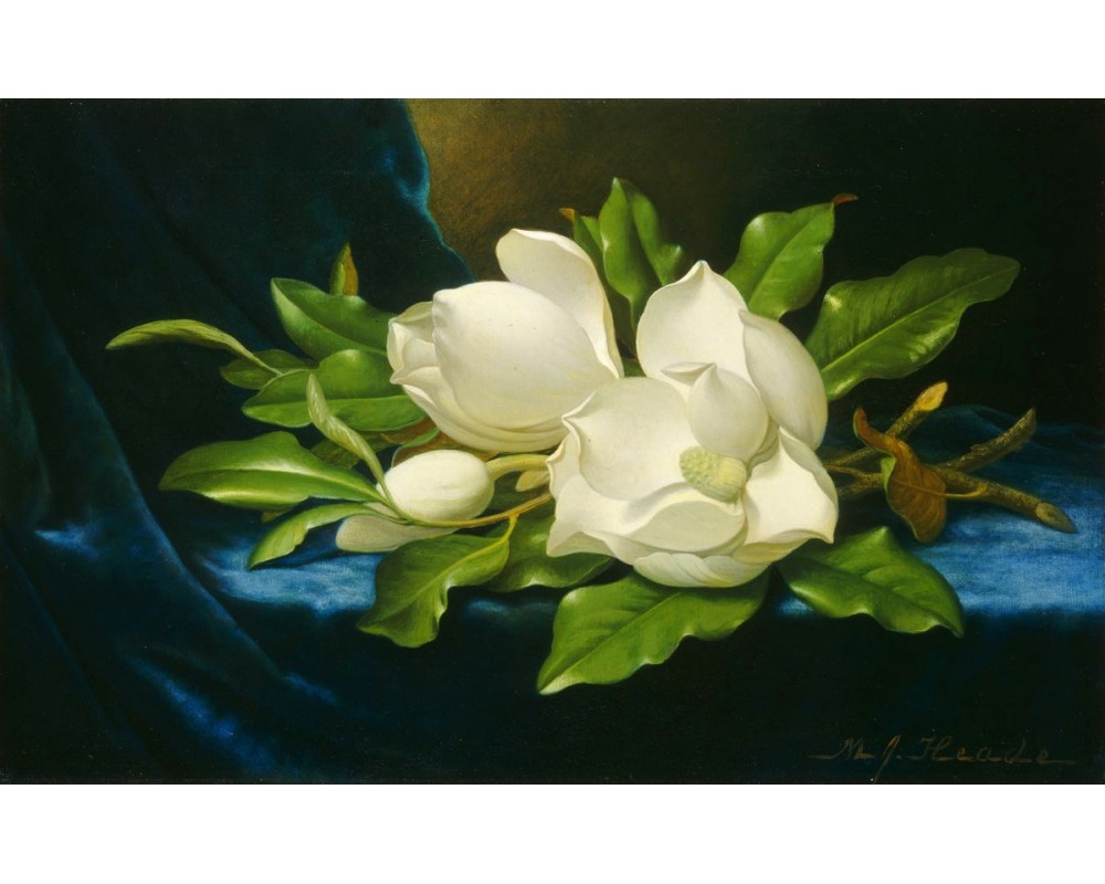 Giant Magnolias on a Blue Velvet Cloth