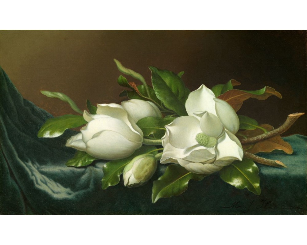 Magnolias on Light Blue Velvet Cloth