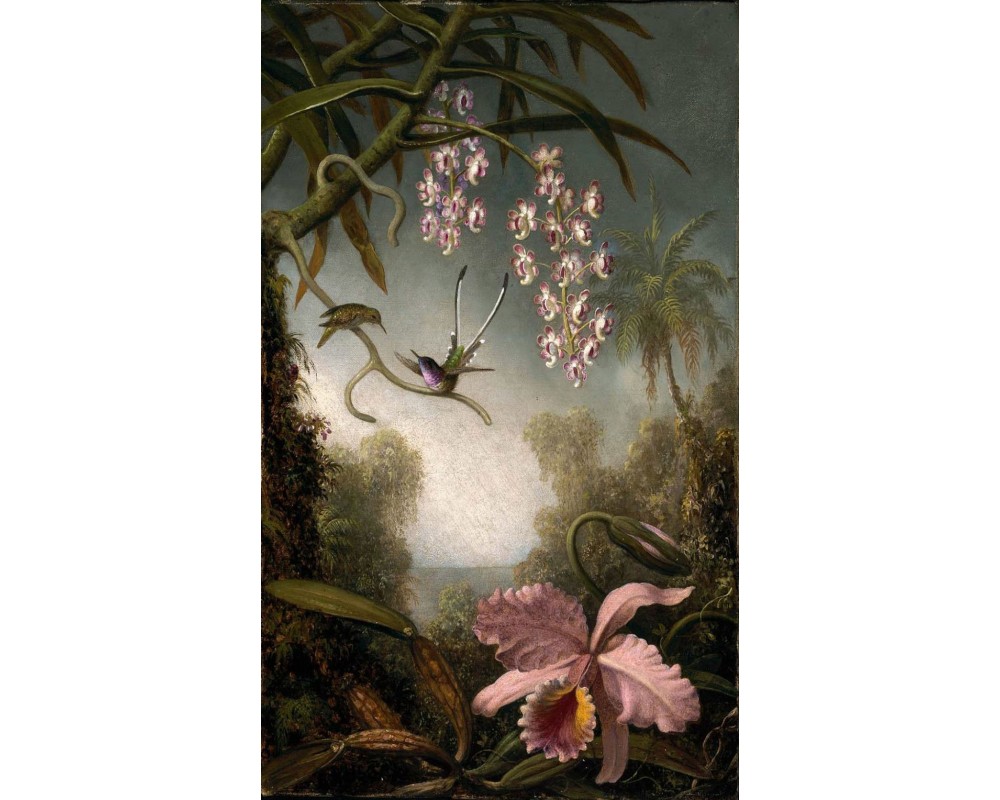 Orchids and Spray Orchids with Hummingbird