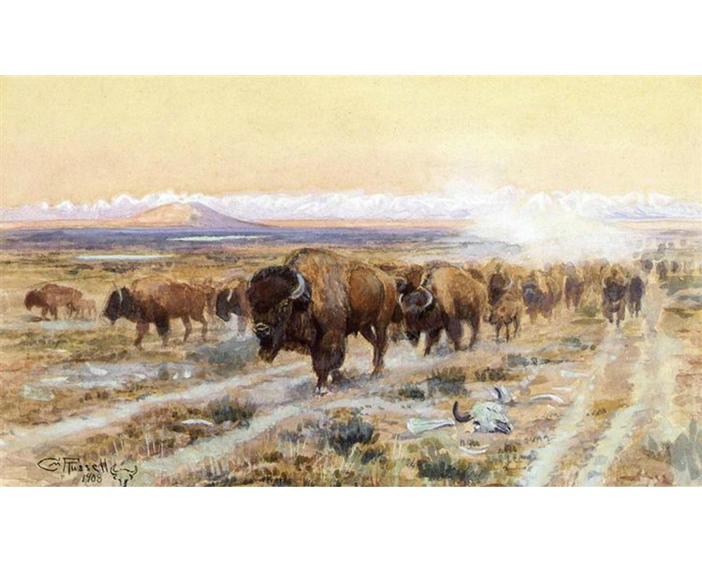 The Bison Trail