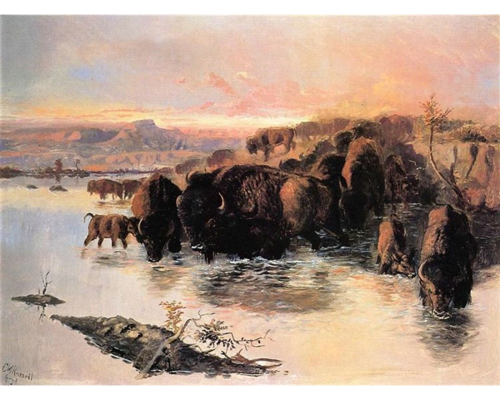 The Buffalo Herd